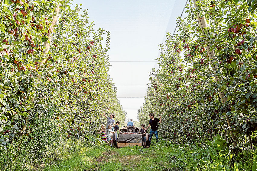 A BUMPER CROP… Chris and Alex Turnbull with their children harvesting this season’s crop of Modi apples, a new apple variety grown in the Goulburn Valley (Ross Turnbull drives the tractor). Photo: Supplied.