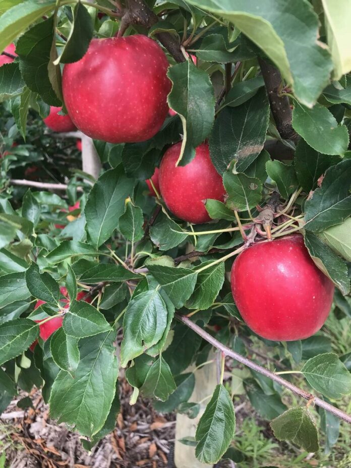 Apple variety Red Delicious - Nursery Oberhofer - production of apple trees