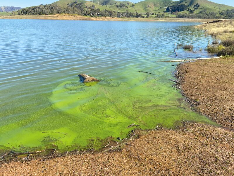 Bluegreen algae detected in Lake Eildon The Shepparton Adviser